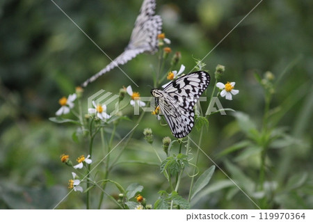 在花叢裡拍攝兩隻大白斑蝶一邊飛舞一邊採食花蜜 119970364
