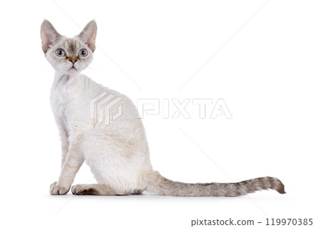 Devon Rex cat on white background 119970385