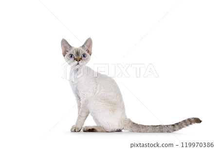 Devon Rex cat on white background 119970386
