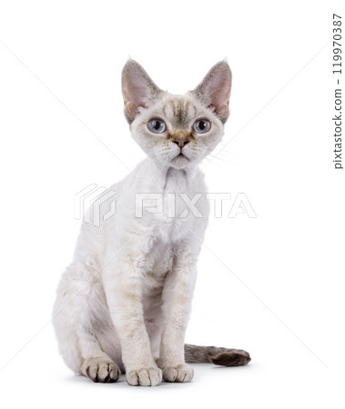Devon Rex cat on white background 119970387
