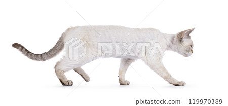 Devon Rex cat on white background 119970389