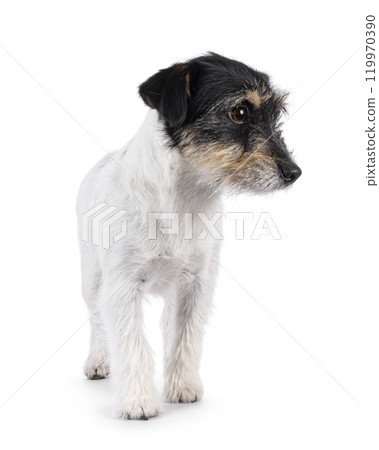Jack Russell dog on white background 119970390