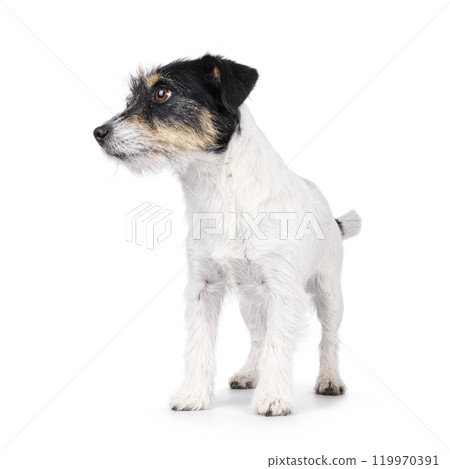Jack Russell dog on white background Jack Russell dog on white background 119970391