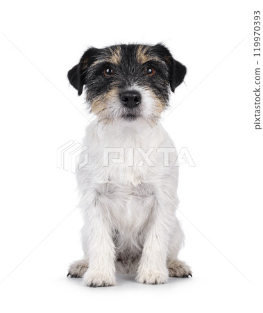 Jack Russell dog on white background 119970393