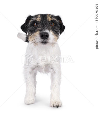 Jack Russell dog on white background Jack Russell dog on white background 119970394