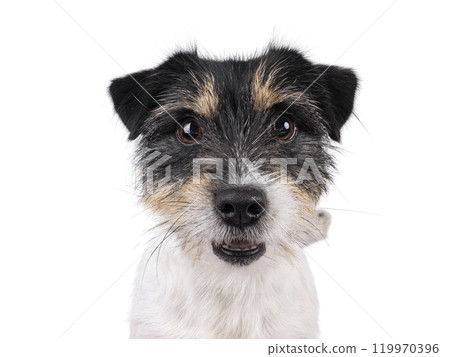 Jack Russell dog on white background 119970396