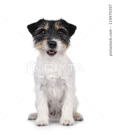 Jack Russell dog on white background 119970397