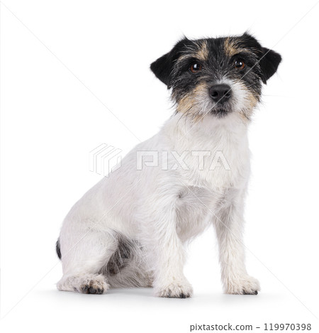 Jack Russell dog on white background 119970398