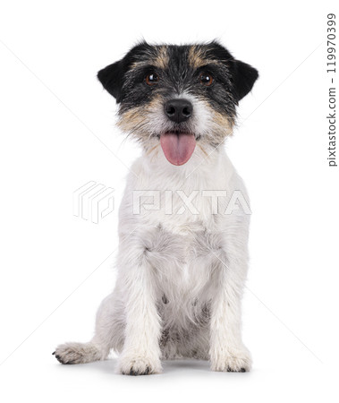 Jack Russell dog on white background Jack Russell dog on white background 119970399