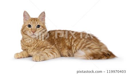 Red cat on white background 119970403