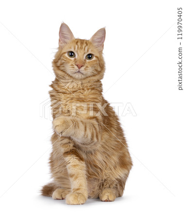 Red cat on white background 119970405