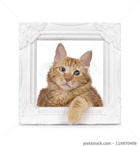 Red cat on white background 119970406