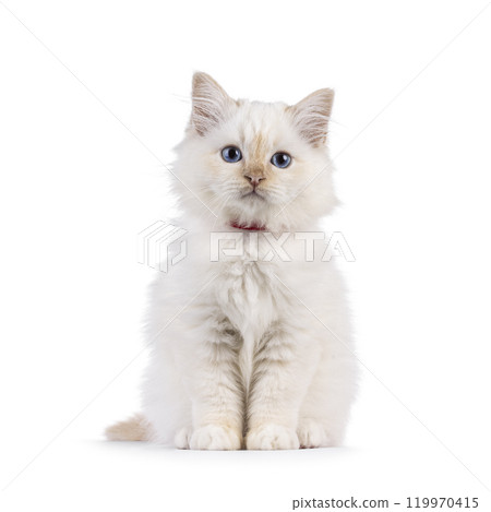 Sacred Birman cat kitten on white background Sacred Birman cat kitten on white background 119970415