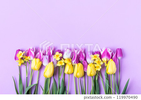 Spring flower of purple and yellow tulips and yellow daffodils on a purple background with a place for text. Flat lay, copy space, banner 119970490