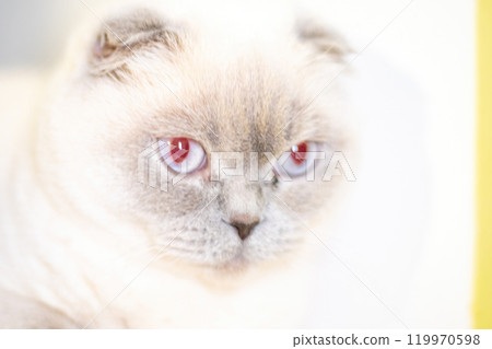 Cat, Scottish Fold, Portrait: Close-up portrait of a white Scottish Fold cat with red eyes. Cat, Scottish Fold, Portrait: Close-up portrait of a white Scottish Fold cat with red eyes. 119970598