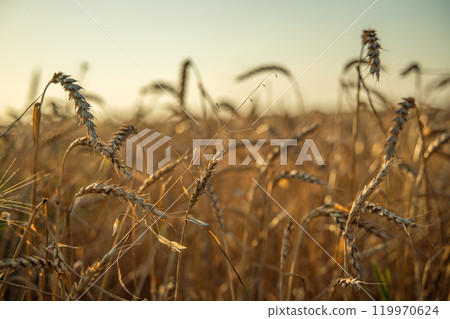 Wheat field background of ripening ears of wheat field. Rural landscapes under bright sunlight. Rich harvest concept. Wheat field background of ripening ears of wheat field. Rural landscapes under bright sunlight. Rich harvest concept. 119970624