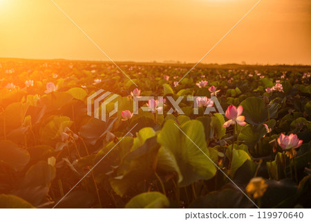 Sunrise in the field of lotuses, Pink lotus Nelumbo nucifera swa 119970640