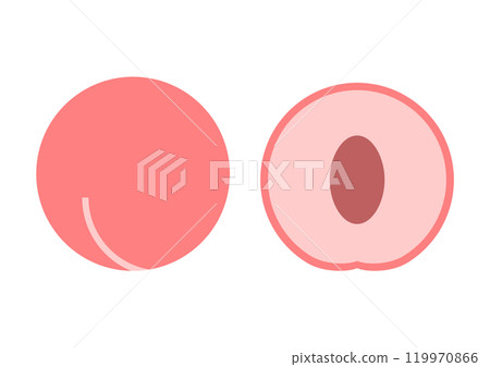Peach front and cross section icon illustration Peach front and cross section icon illustration 119970866