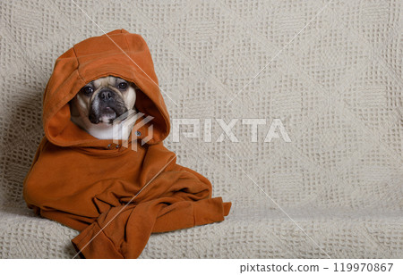 A bulldog dog sits indoors on a gray background wearing a rpange hoodie and a large hood over his head. A bulldog dog sits indoors on a gray background wearing a rpange hoodie and a large hood over his head. 119970867