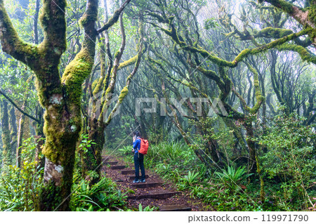 Lush old growth forest with female tourist hiking on wooden path at New Zealand Lush old growth forest with female tourist hiking on wooden path at New Zealand 119971790