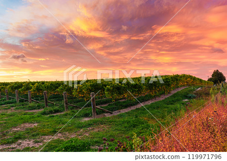 Colorful sky over vineyard for wine production in farmland at New Zealand 119971796