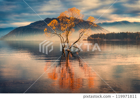 Wanaka Tree with foggy morning during autumn at Lake Wanaka, New Zealand 119971811