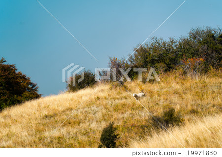 Sheep living on golden pasture in countryside 119971830