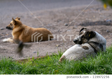 Stray dogs lie on the city lawn. Stray dogs lie on the city lawn. 119972256
