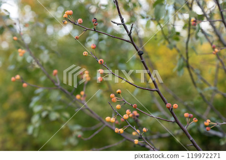 Brown branch of a bush with orange fruits. 119972271