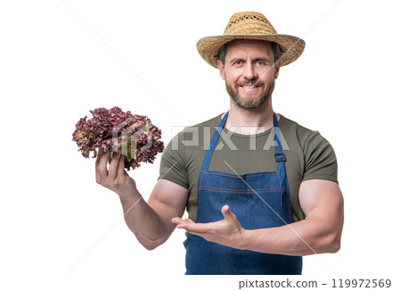 greengrocer in apron and hat presenting lettuce vegetable isolated on white 119972569