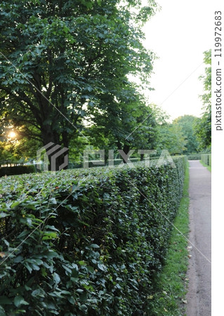 Figuratively trimmed bushes in public park, landscaping. Petergov Park, St. Petersburg Figuratively trimmed bushes in public park, landscaping. Petergov Park, St. Petersburg 119972683