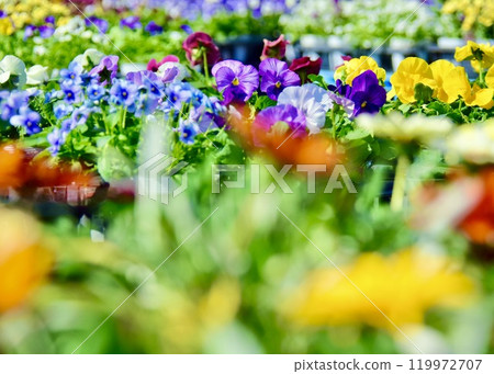 Popular flower market opening soon. 119972707