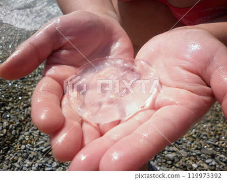 Grace in the Hands: The Beauty of a Small Jellyfish Up Close. 119973392