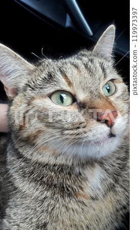 Striped Feline Strikes a Pose: The Perfect Tiger-Patterned Cat Moment. Striped Feline Strikes a Pose: The Perfect Tiger-Patterned Cat Moment. 119973397