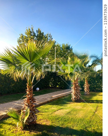Palm trees in the park Palm trees in the park 119973929