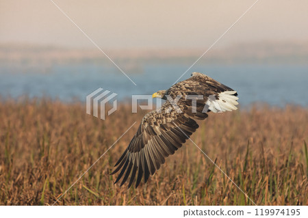 white tailed eagle 119974195