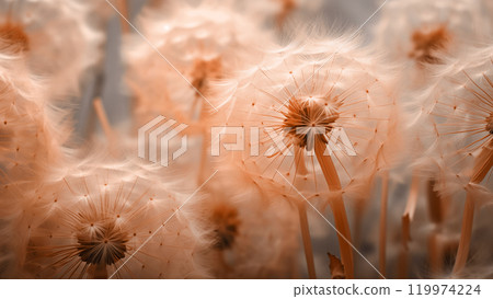 A macro shot of dandelions flowers with airborne seeds on a warm golden hour background in peach color. Summer nature concept 119974224
