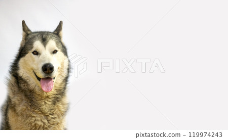 A cheerful Malamute sits calmly with its tongue out, enjoying the moment in a bright outdoor setting, showcasing its beautiful fur and playful nature A cheerful Malamute sits calmly with its tongue out, enjoying the moment in a bright outdoor setting, showcasing its beautiful fur and playful nature 119974243