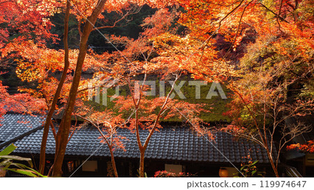 Autumn leaves in Toriimoto, Kyoto Autumn leaves in Toriimoto, Kyoto 119974647