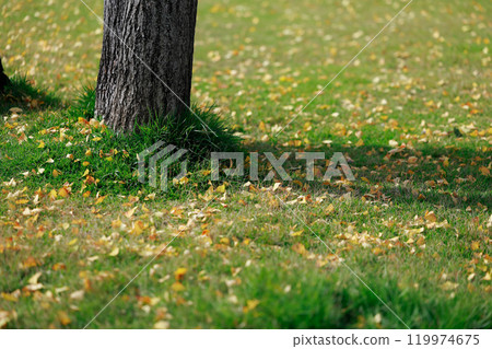公園裡的落葉,秋葉,銀杏葉 公園裡的落葉,秋葉,銀杏葉 119974675