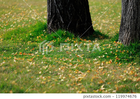 Fallen leaves in the park, autumn leaves, ginkgo trees 119974676
