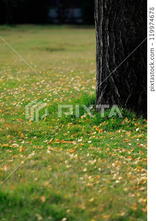 公園裡的落葉,秋葉,銀杏葉 公園裡的落葉,秋葉,銀杏葉 119974678