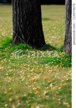 Fallen leaves in the park, autumn leaves, ginkgo trees 119974679