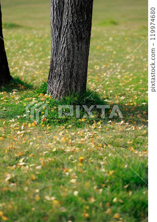 Fallen leaves in the park, autumn leaves, ginkgo trees 119974680