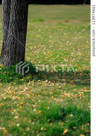 Fallen leaves in the park, autumn leaves, ginkgo trees 119974681