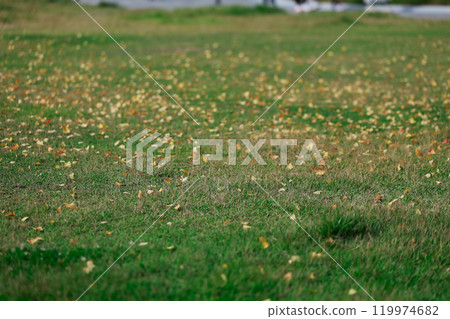 Fallen leaves in the park, autumn leaves, ginkgo trees 119974682