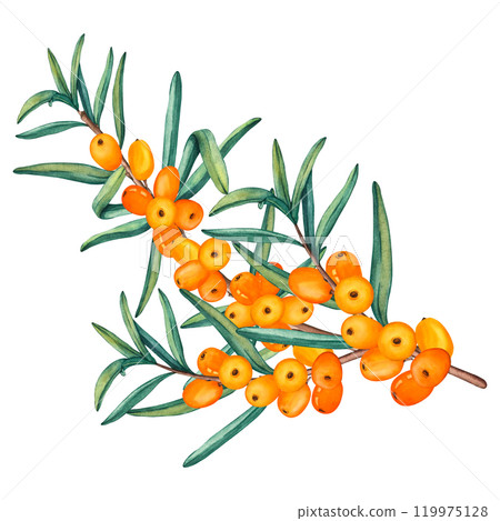 Watercolor Illustration of Sea buckthorn berries branch. Fresh ripe berries with leaves isolated on a white background. Botanical illustration Branch with Buckthorn berries Watercolor Illustration of Sea buckthorn berries branch. Fresh ripe berries with leaves isolated on a white background. Botanical illustration Branch with Buckthorn berries 119975128
