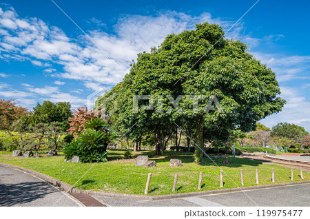 滋賀縣長濱市長濱城跡公園豐公園 119975477