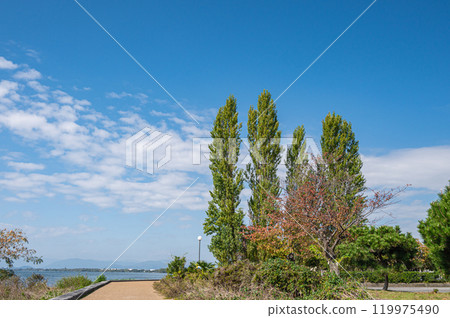 滋賀縣長濱市琵琶湖畔的楊樹 滋賀縣長濱市琵琶湖畔的楊樹 119975490