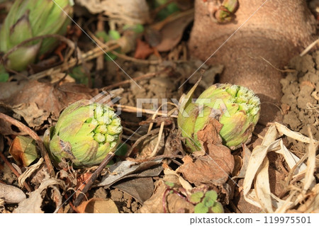 Fukinotou 蜂斗菜芽、蜂斗菜芽可食用野生植物 119975501